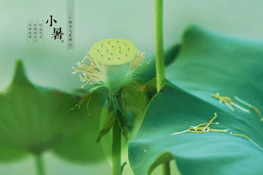 倏忽溫風至，因循小暑來!